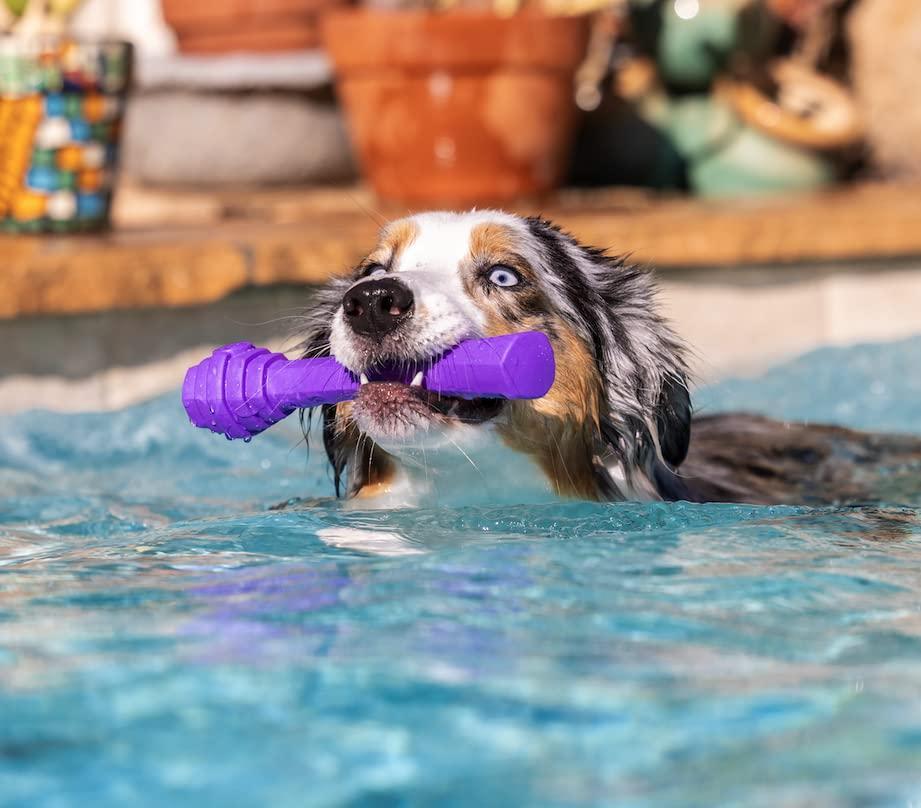 Lavender dog outlet toy